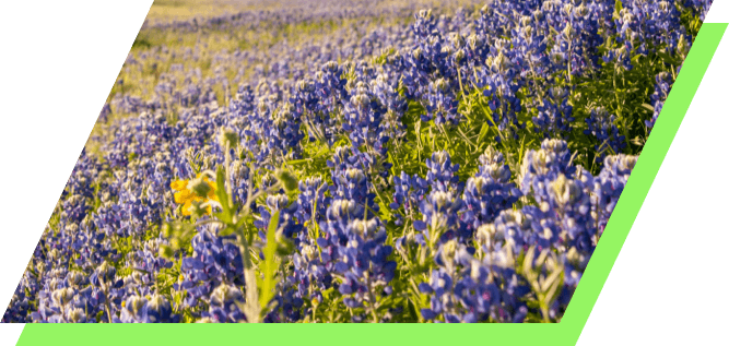 Purple Flowers in West Texas
